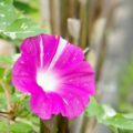 夏休み間近！持ち帰った朝顔の育て方の勉強が必要である